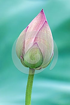 Close up of lotus flower bud with green leaves