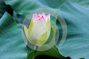Close up of lotus flower bud with green leaves