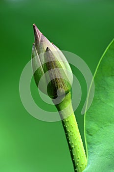 Close up of lotus flower bud in the pond