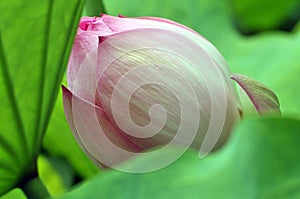 Close up of lotus flower bud in the pond