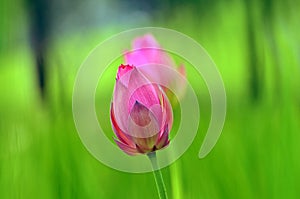 Close up of lotus flower bud in the pond