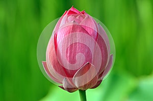 Close up of lotus flower bud in the pond