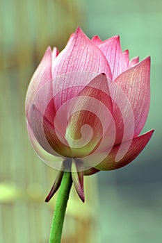 Close up of lotus flower bud in the pond