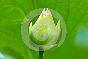 Close up of lotus flower bud in the pond