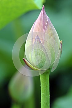 Close up of lotus flower bud in the pond