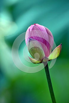 Close up of lotus flower bud in the pond