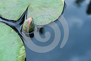 Close up lotus flower bud in the pool