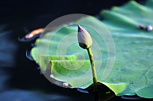 Close up of lotus flower buds in the pond