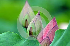 Close up of lotus flower buds in the pond
