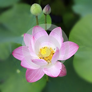Close up of lotus flower floating on a lake