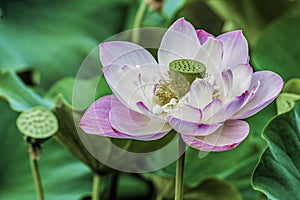 Close up of a Lotus Flower