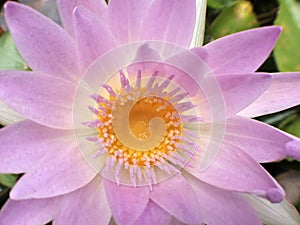 Close-up of lotus flower on the pond