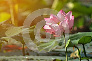 Close-up of lotus flower on the pond at sunny day