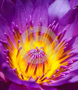 Close-up lotus flower water-lily Nelumbo nucifera. photo