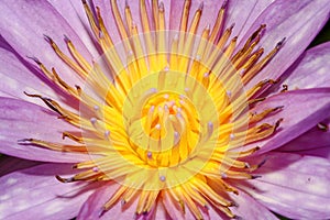 close up lotus flower yellow and purple color is so beautiful