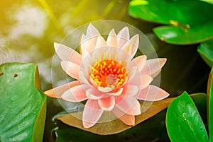 The close up of lotus with green leaf in the pond with the natural light , black background , isolated style.