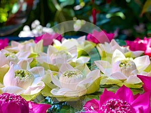 Close-Up, lotus green pod and soft pink & white lotus petals against foliage