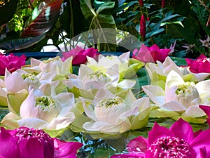 Close-Up, lotus green pod and soft pink & white lotus petals against foliage