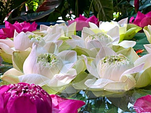 Close-Up, lotus green pod and soft pink & white lotus petals against foliage