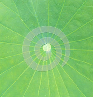 Close up lotus leaf