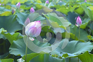 Close up Lotus or Lilies, Nelumbo nucifera