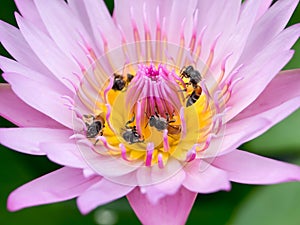 Close up lotus pollen