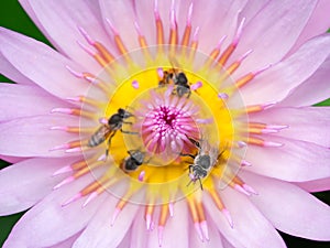 Close up lotus pollen