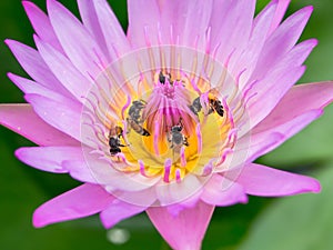 Close up lotus pollen
