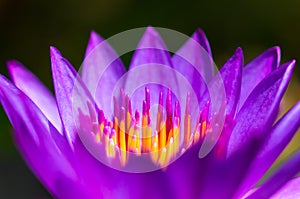 Close up lotus pollen