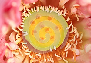 Close up lotus pollen