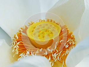 Close up lotus pollen