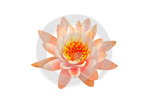 The close up of lotus in the pond with the natural light , white background , isolated style.