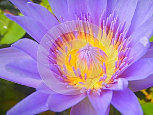 Close Up Lotus purple flower