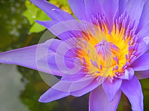 Close Up Lotus purple flower