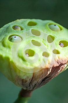 Close-up of lotus seed pot