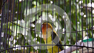 Close up of a love bird in a cage