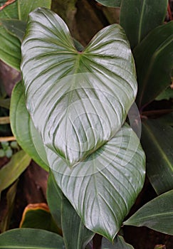 Close up of the love-shaped leaf of Homalomena Rubescens