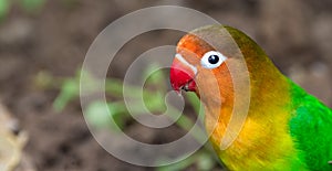 Close up of a lovebird portrait with high resolution