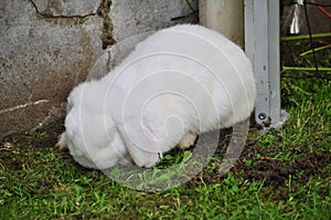 Loveing domstic rabbits in white color sitting in the garden.