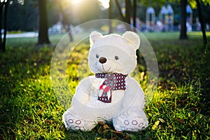 Close up lovely brown teddy bear wear glasses with book sitting on grass field with lens flare. Warm toning effect. Retro and vint