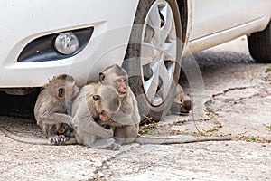 Close up lovely family monkey hug on floor near car.