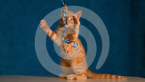 CLOSE UP Lovely little orange kitten plays and bites on piece of decorative tape