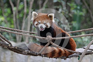 Cute Red Panda, Lesser Panda, on the Swinging Bridge