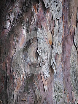 A close up of lovely tree bark texture.