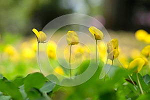 Close up low angle of arachis hypogaea flower