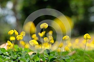 Close up low angle of arachis hypogaea flower