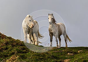 Close up from low angle of pair of wild white ponies