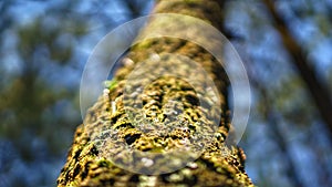 Close-up low angle shot of tree trunk with blurry background