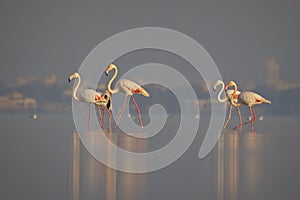 close-up low angle view of greater flamingos (Phoenicopterus roseus)