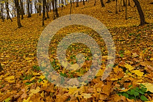 Close up low angle view of a pile of yellow and rusty leaves covering the ground in a park on a dull autumn day